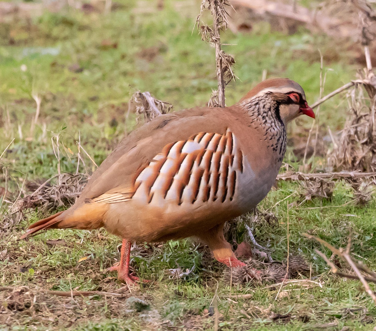 Partridge, game bird, game — Best Online Casino Australia Guide with Licensing and Safety Focus